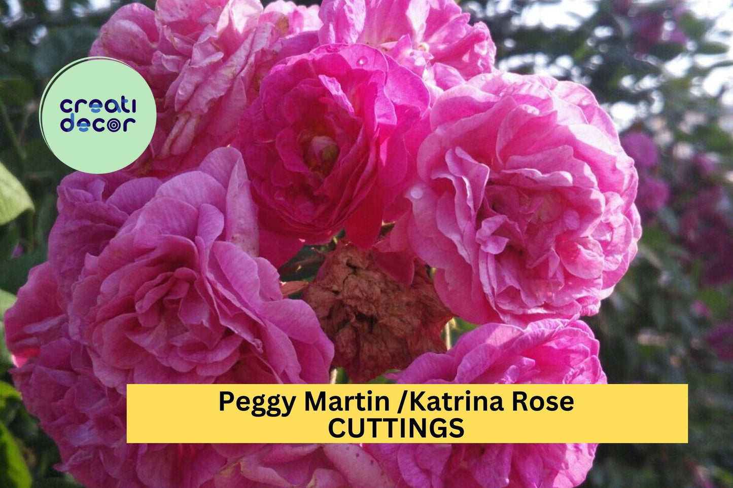5 Peggy Martin Climbing Rose Cuttings – Thornless Pink Heirloom Variety – Easy to Grow Unrooted Stems – Garden Trellis Rose – USA