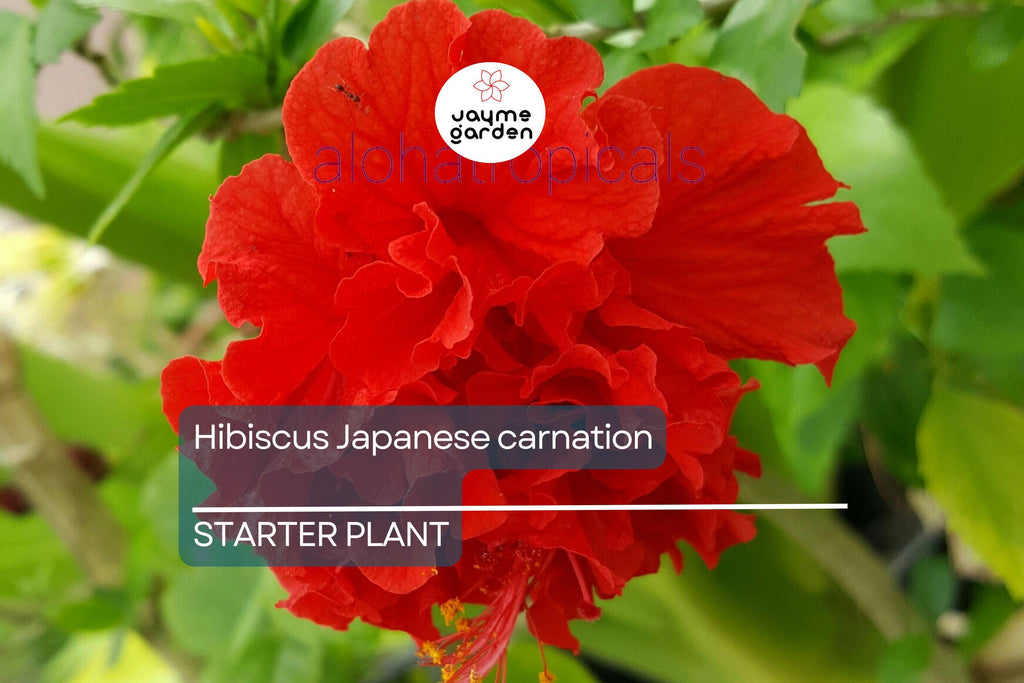 Japanese Carnation Starter Plant - Compact, Fragrant Blooms, Easy-Care Hibiscus, Perfect for Borders & Containers