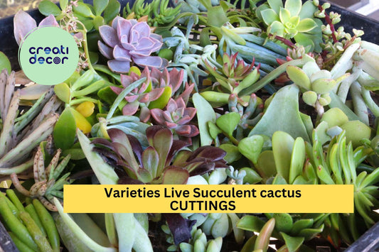 20 Assorted Succulent & Cactus Cuttings – Mixed Live Starter Pack for Garden or Pots – Easy to Grow – Colorful Variety – USA