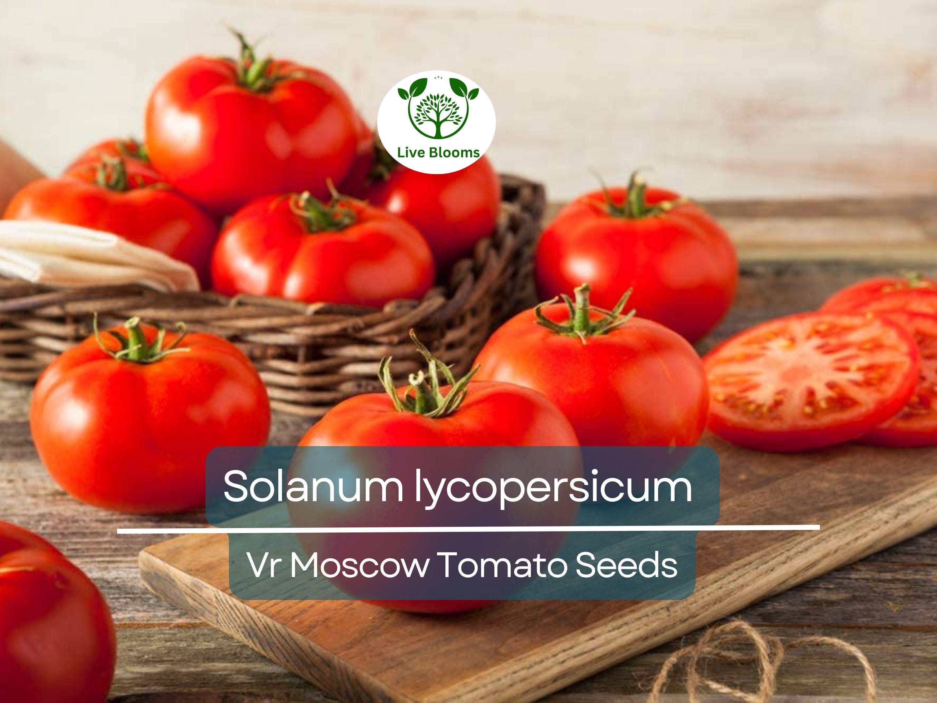 100 mg VR Moscow Tomato Seeds - Solanum lycopersicum | Heirloom Disease-Resistant Tomato for Planting, Gardening & Slicing