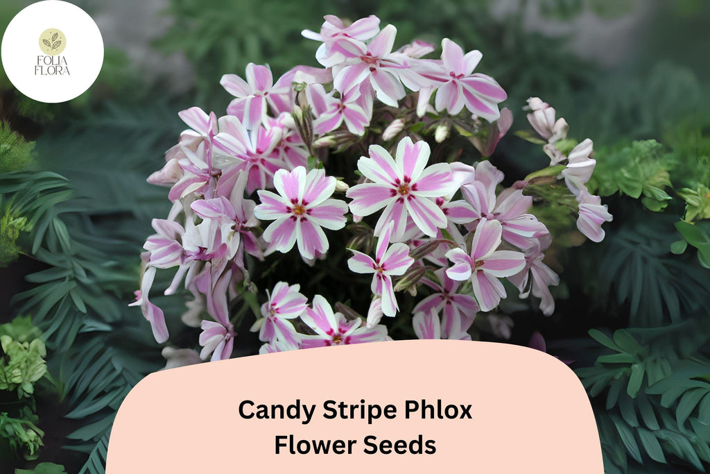 100+ Candy Stripe Phlox Seeds – Creeping Phlox subulata, Pink & White Ground Cover Flowers