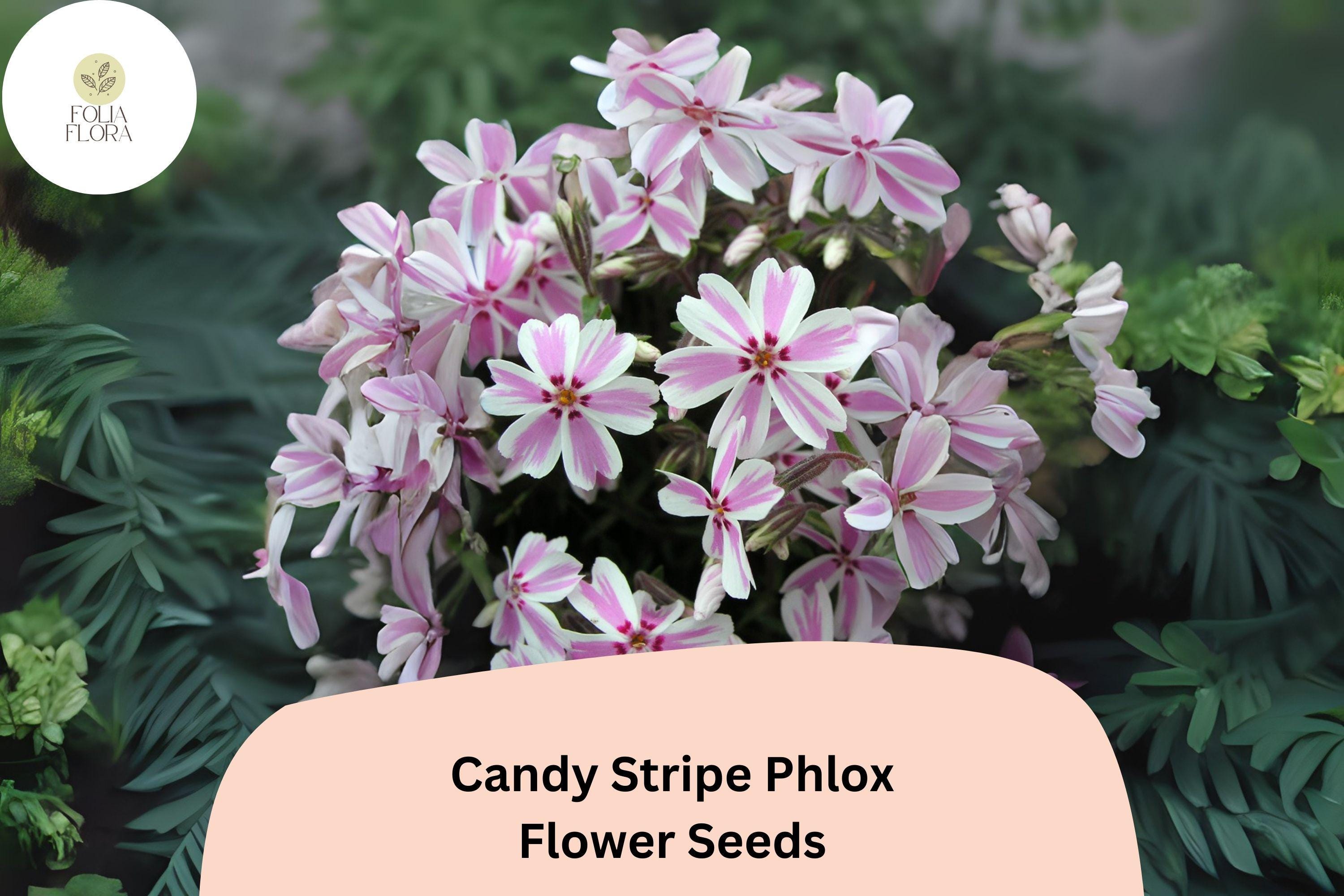 100+ Candy Stripe Phlox Seeds – Creeping Phlox subulata, Pink & White Ground Cover Flowers