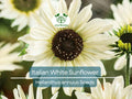 100 Seeds Italian White Sunflower, Non-GMO, Pollinator Friendly, Cut Flowers, Bees, Beautiful White Blooms, Easy to Grow Garden Flowers
