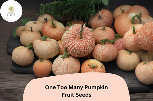 25+ One Too Many Pumpkin Seeds | Unique Red-Striped White Heirloom | Decorative & Edible Pumpkins for Fall Harvest