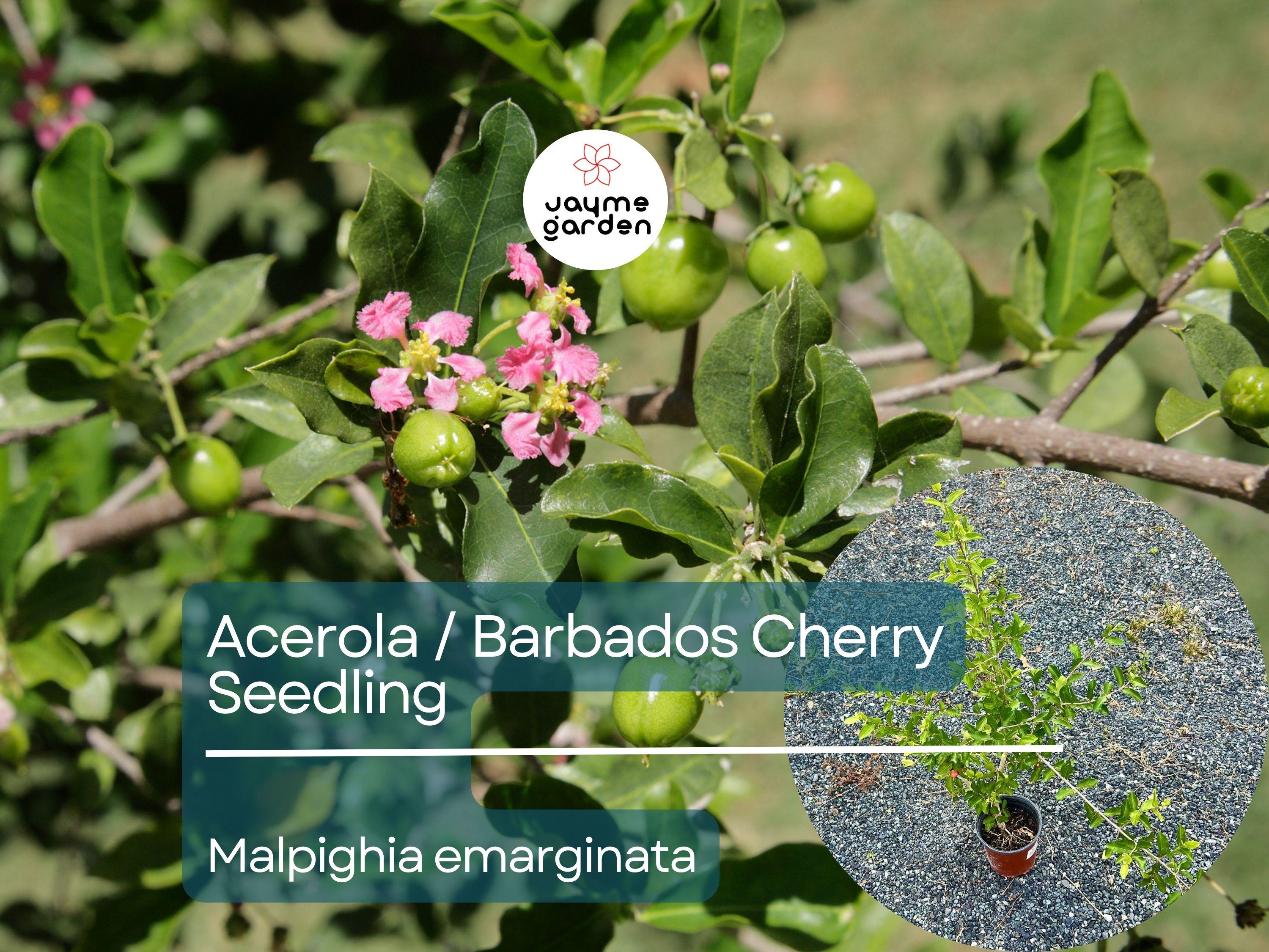 Acerola Starter Plant Seedling (Malpighia emarginata) - Live Fruit Tree 2′-3′ Tall - Guarani, Barbados, West Indian Cherry for Garden
