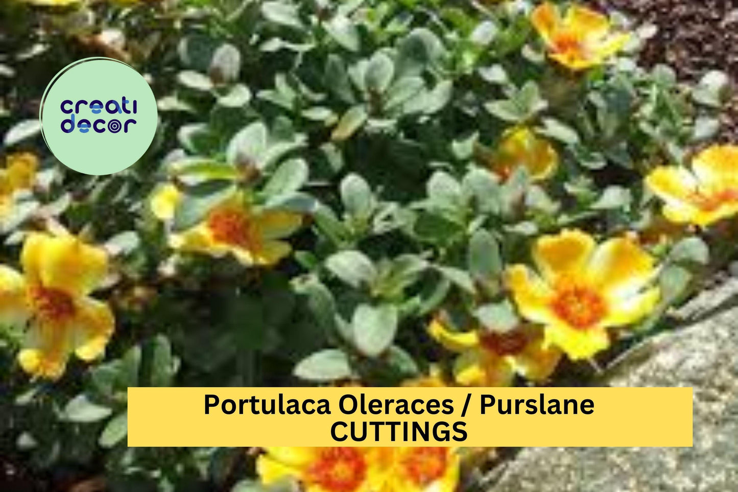 5 Mango Twist Purslane Cuttings | Portulaca Oleracea Succulent Ground Cover | Fast-Growing Decorative Plant | US Seller
