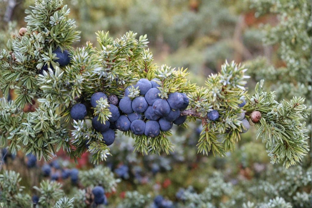 Juniperus communis – Common Juniper Seeds | 25 Seeds | Evergreen Conifer Shrub | Aromatic Berry Plant