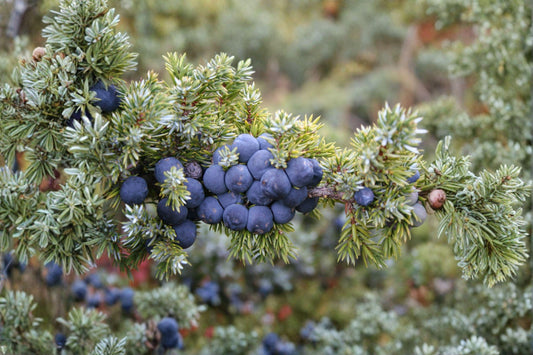 Juniperus communis – Common Juniper Seeds | 25 Seeds | Evergreen Conifer Shrub | Aromatic Berry Plant
