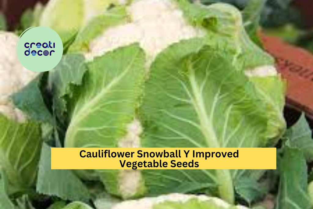 3pcs x 500mg Cauliflower Snowball Y Improved Seeds – Compact White Heads for Raised Beds, Garden Rows, or Containers Seeds for Planting