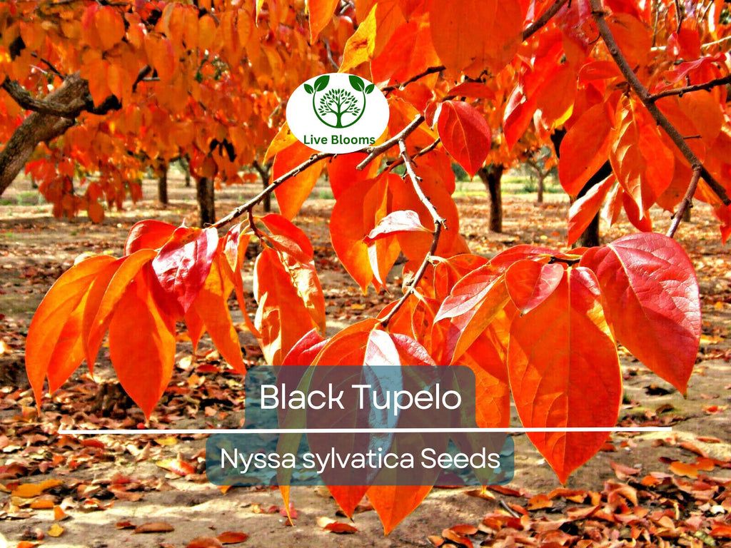 10 'Wildfire' Black Tupelo Tree Seeds (Nyssa sylvatica) | Edible Fruits, Fast Growing, Beautiful Fall Colors, Hardy Tree for Garden