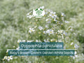 100 Seeds Baby's Breath Covent Garden White (Gypsophila paniculata) - White Flowers for Planting, Wedding, Perennial, Drought Tolerant