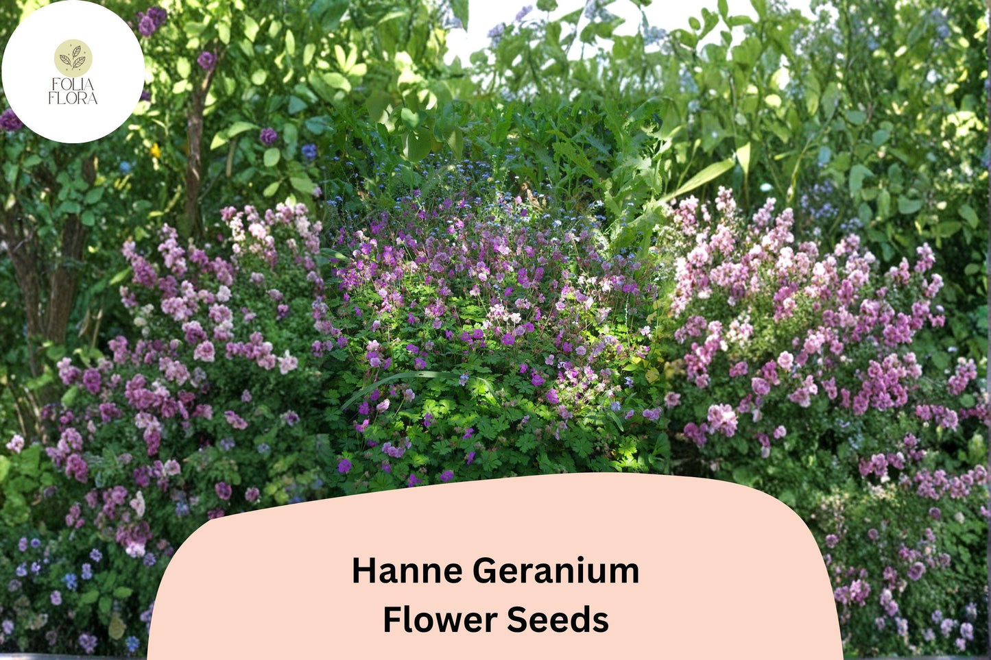 25+ Hanne Geranium Seeds | Pink Zonal Pelargonium | Bright Garden Flower Seeds