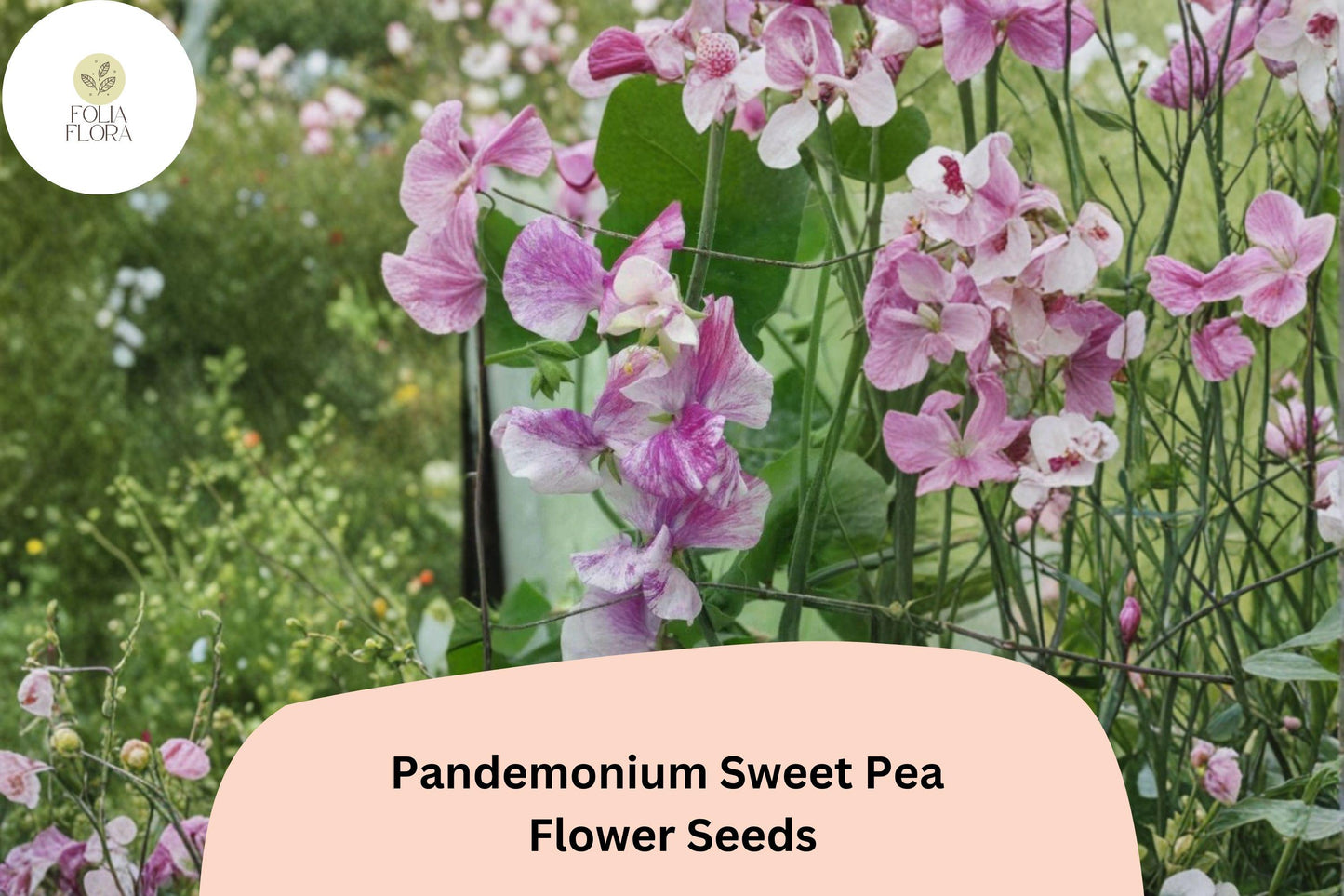 Pandemonium Sweet Pea Seeds | Lathyrus odoratus Climbing Flower Vine (50+ Seeds)