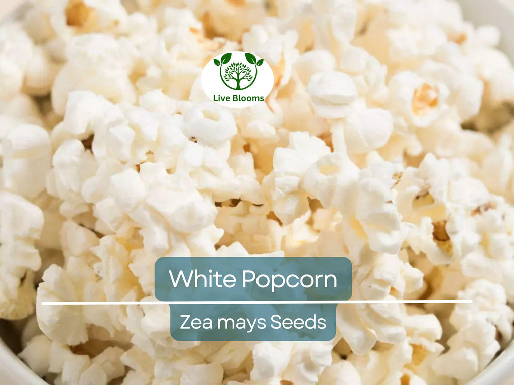 50 White Popcorn Seeds, Non-GMO Japanese Hulless Corn (Zea mays), Home Garden, Healthy Popcorn, Premium Organic, Easy to Grow