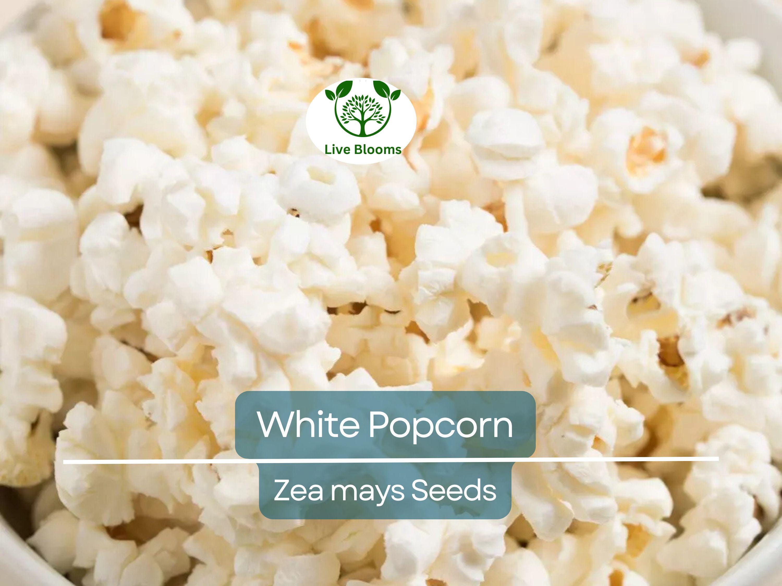 50 White Popcorn Seeds, Non-GMO Japanese Hulless Corn (Zea mays), Home Garden, Healthy Popcorn, Premium Organic, Easy to Grow