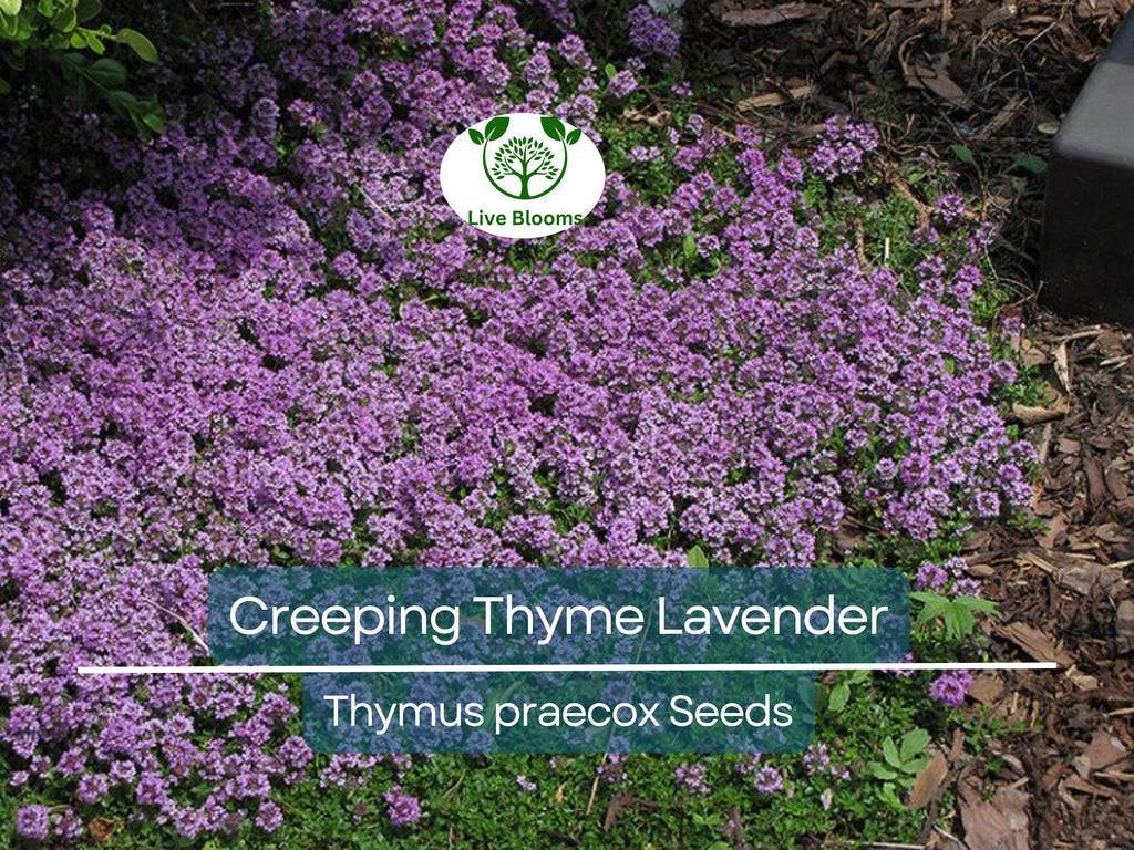 1000 Seeds Creeping Thyme Lavender Groundcover, Perennial Purple Flowers, Non-GMO, Thymus praecox