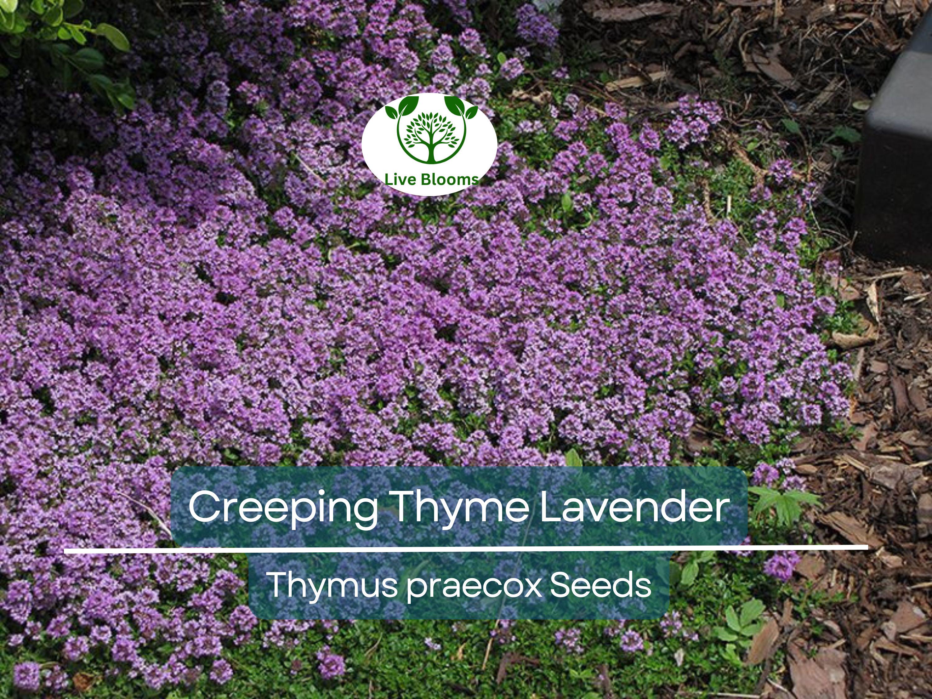 1000 Seeds Creeping Thyme Lavender Groundcover, Perennial Purple Flowers, Non-GMO, Thymus praecox