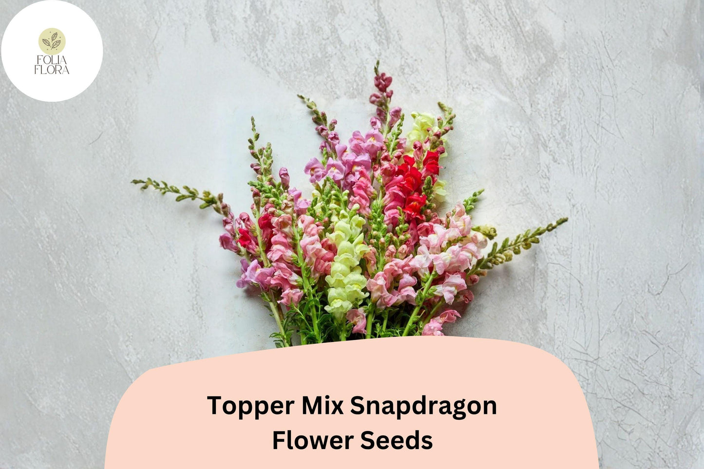 1000+ Topper Mix Snapdragon Seeds | Antirrhinum majus | Tall Colorful Blooms for Borders & Cut Flowers