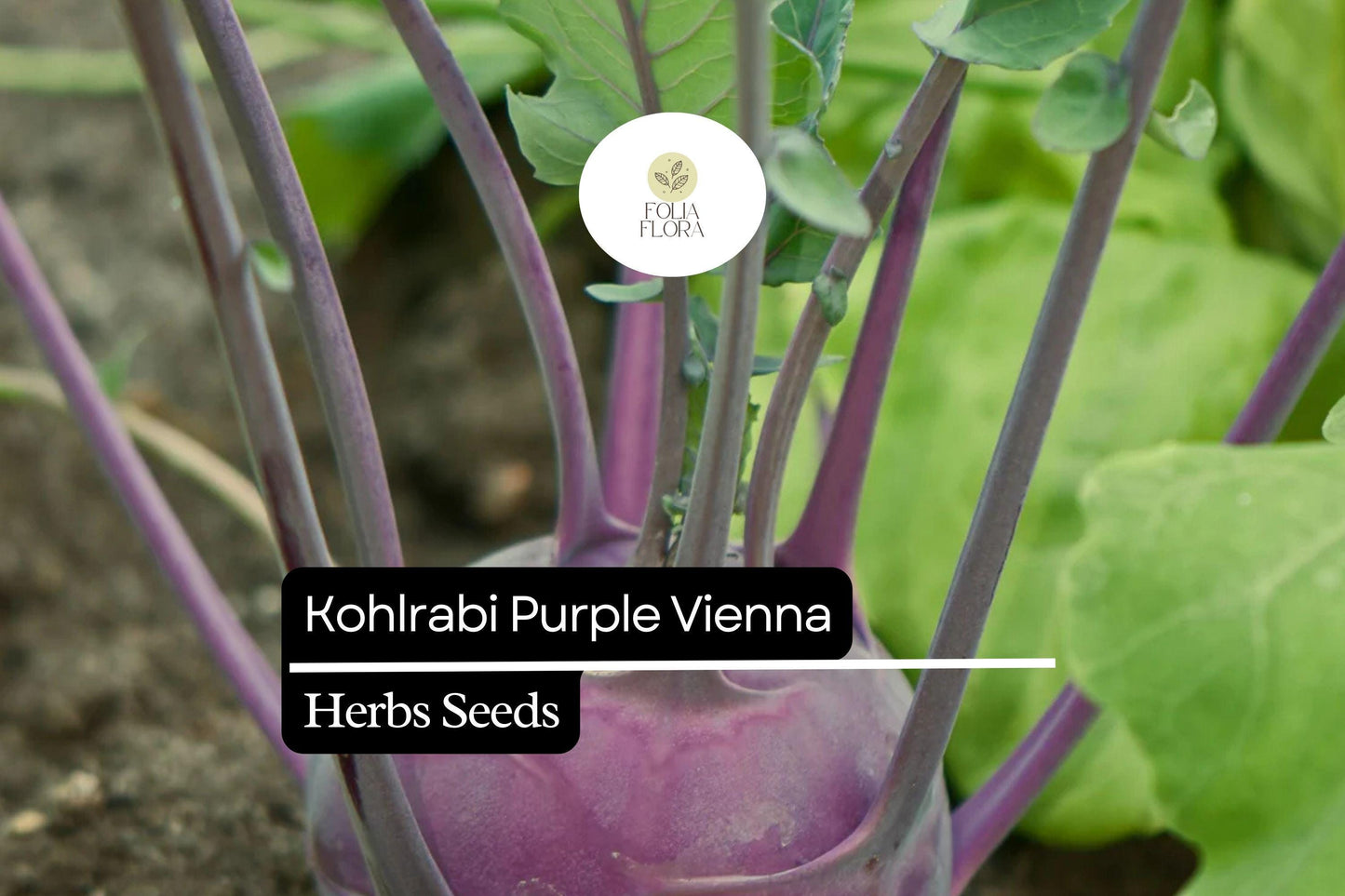 500 Purple Vienna Kohlrabi Seeds – Heirloom, Crisp & Sweet, Non-GMO, Cold Hardy, Easy to Grow