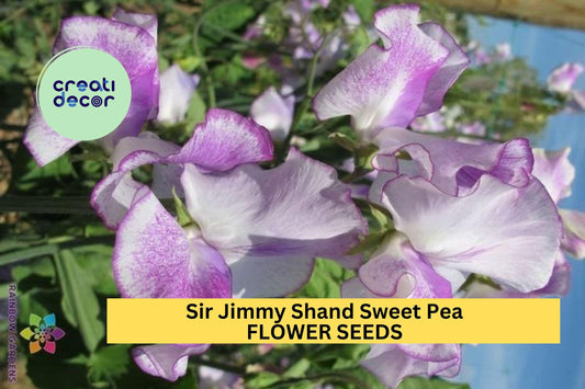50+ Sir Jimmy Shand Sweet Pea Seeds – Lavender-Blue Fragrant Blooms for Garden Planting, Climbing Vines for Trellises – USA