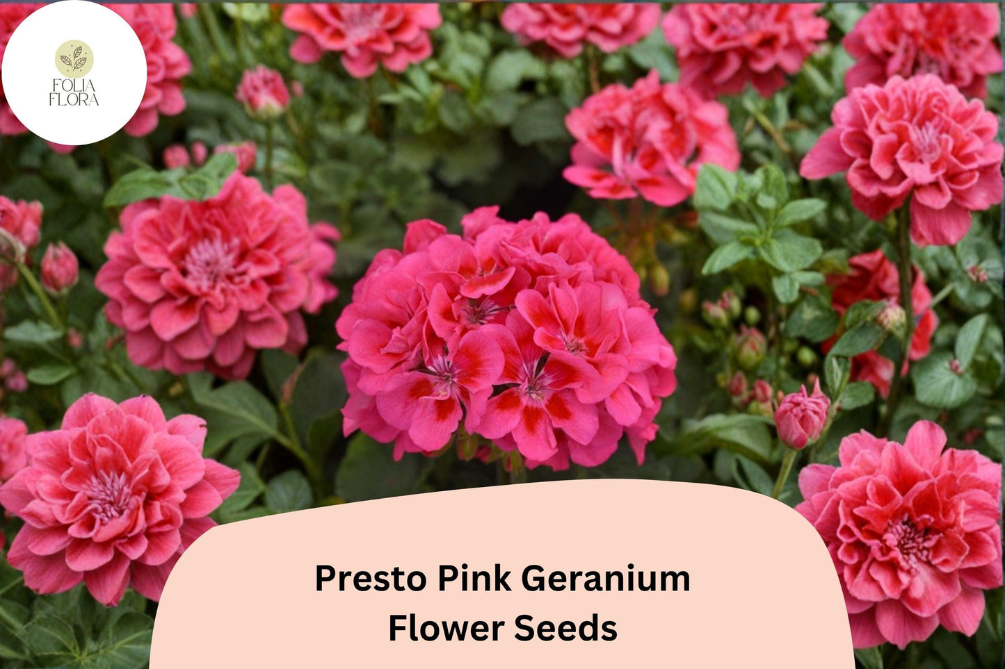 25+ Presto Pink Geranium Seeds | Compact Zonal Geranium | Bright Pink Blooms for Pots, Borders & Garden Beds