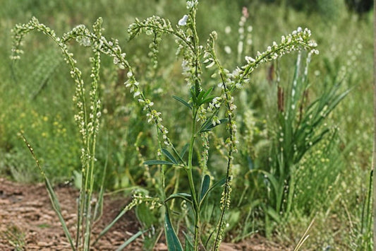 White Blossom Sweet Clover – Melilotus alba Seeds | 100 Seeds | Nitrogen Fixing | Pollinator Friendly