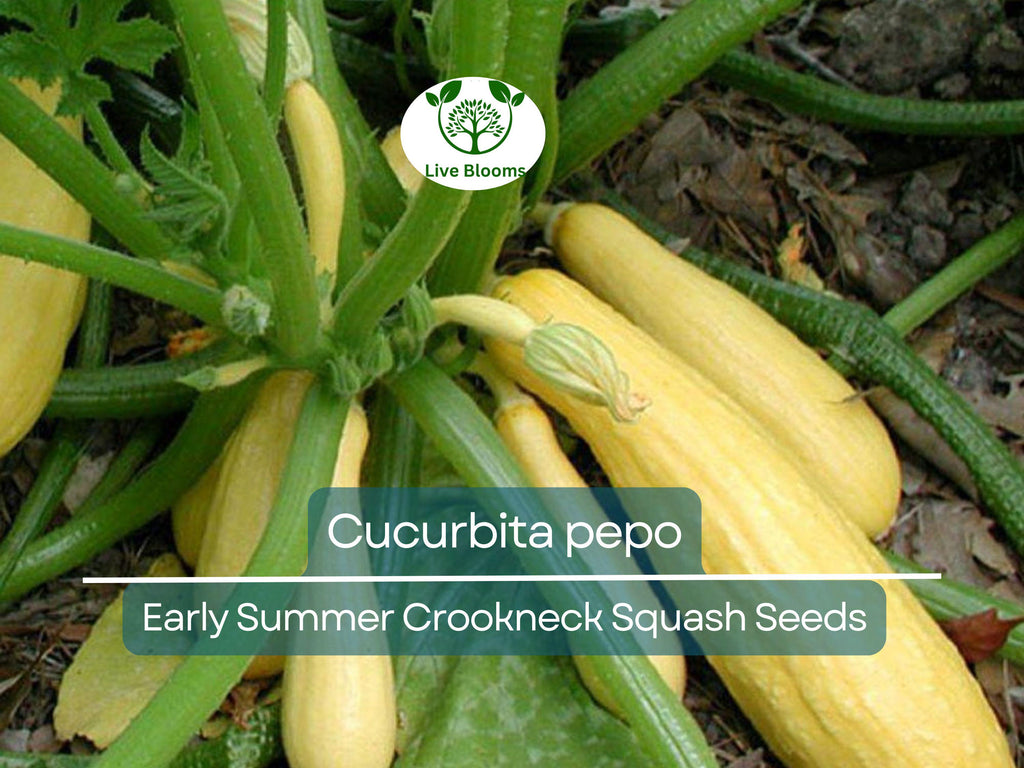 10 Seeds Early Summer Crookneck Squash – Cucurbita pepo | Heirloom Summer Squash for Planting, Gardening & Fresh Harvests