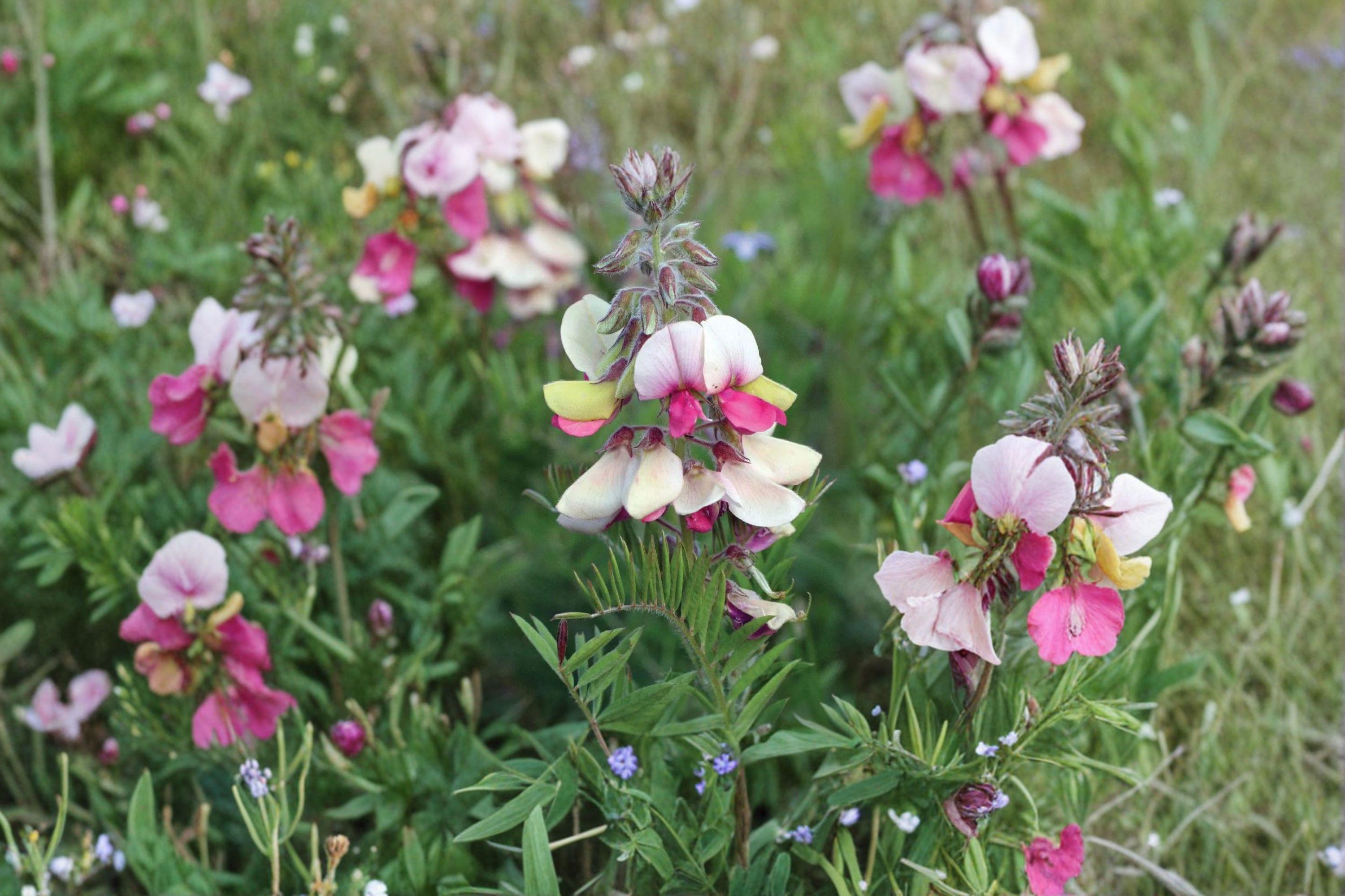 Tephrosia virginiana/Goat’s Rue – 10 Seeds | Native Prairie Perennial | Nitrogen-Fixing | Pollinator & Specialist Bee Plant