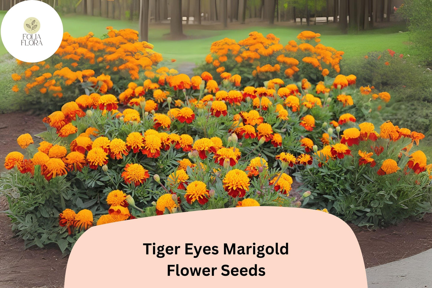 25+ Tiger Eyes Marigold Seeds | Tagetes patula | Striking Yellow-Red Blooms | Easy Annual Garden Planting | Pollinator-Friendly
