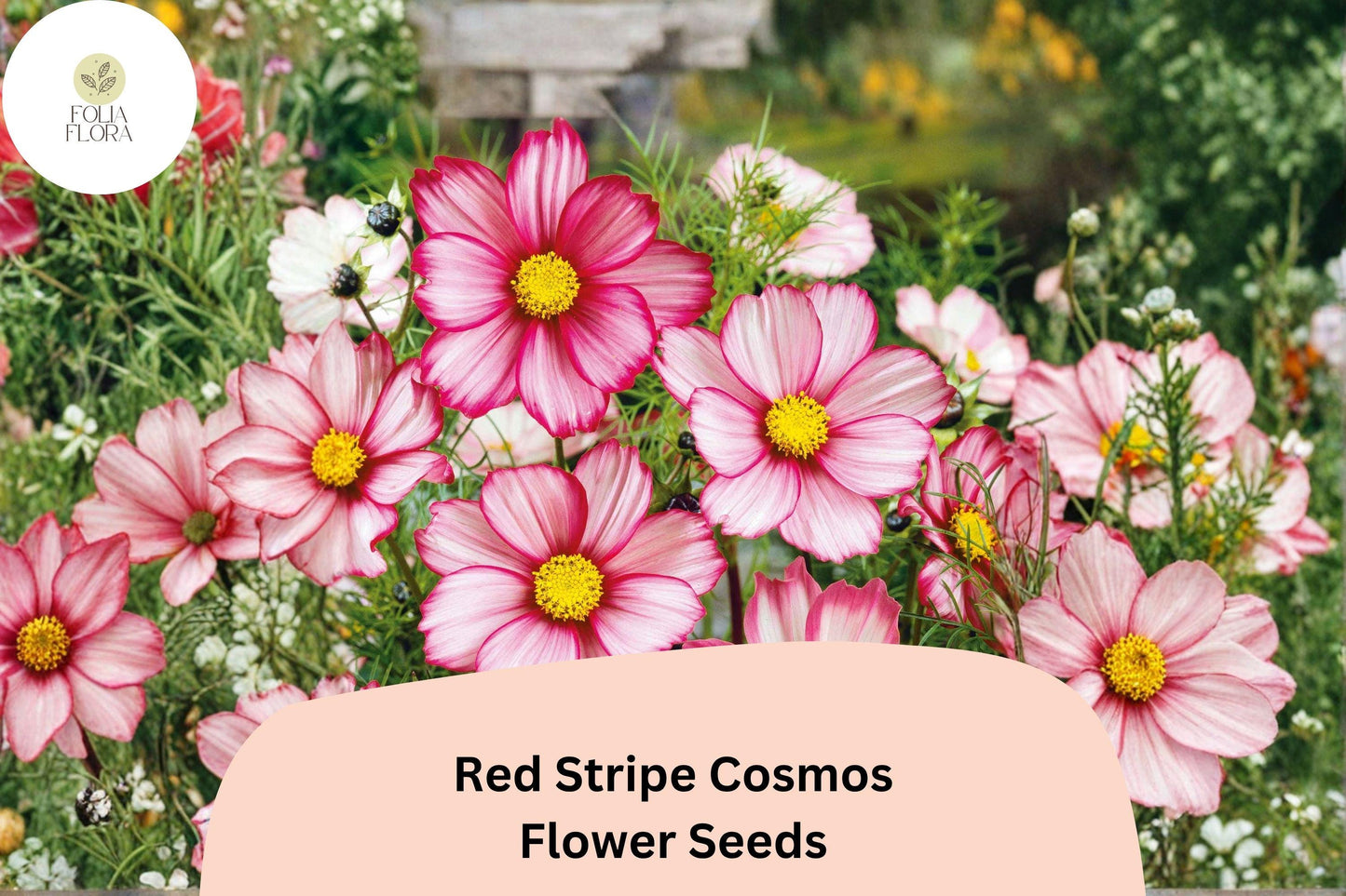 200+ Red Stripe Cosmos Seeds | Cosmos Bipinnatus White Petals with Red Stripes | Annual Garden Flower Seeds for Planting
