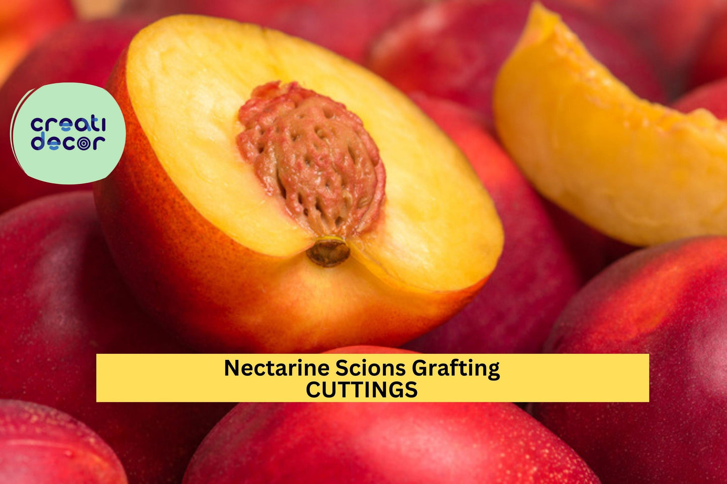 3 Nectarine Tree Scion Cuttings | Organic Non-GMO | 6" Unrooted Wood for Grafting | Grow Sweet Stone Fruit Tree Starter