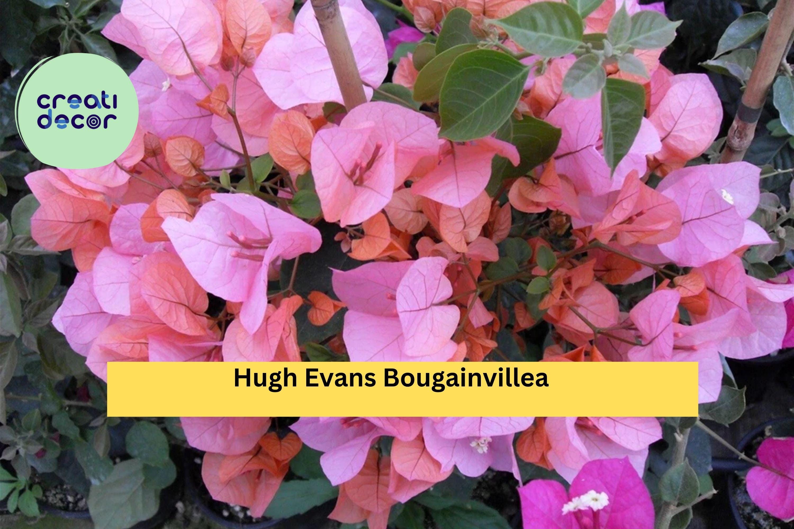 Bougainvillea ‘Hugh Evans’ – Live Well Rooted Starter Plug Plant, Bright Pink Flowering Vine for Garden, Patio, or Hanging Basket