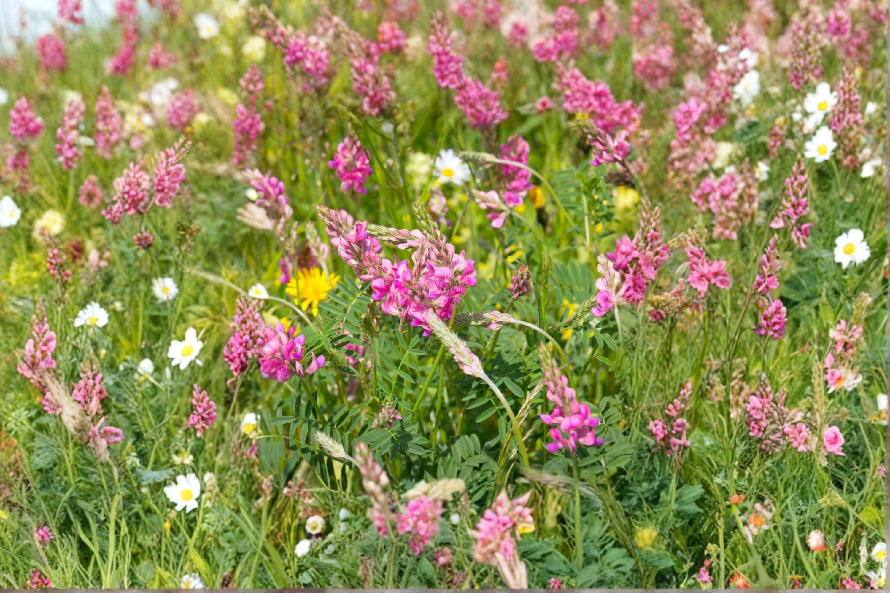Sainfoin ‘Shoshone’ – Onobrychis viciifolia 100 Seeds | Nitrogen-Fixing Forage | Open-Pollinated