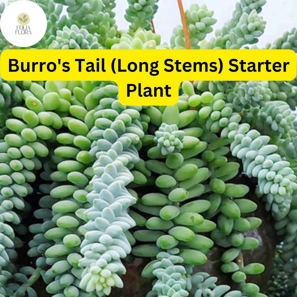 1 Burro's Tail Succulent, Sedum morganianum, Live Rooted Plant, Long Stems, 4'' Pot, Easy-Care Indoor Plant