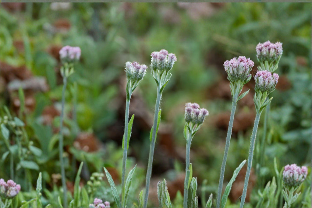 Antennaria neglecta/Prairie Pussytoes – 100 Seeds | Native Prairie Perennial | Low-Growing Groundcover | Host Plant for Butterflies