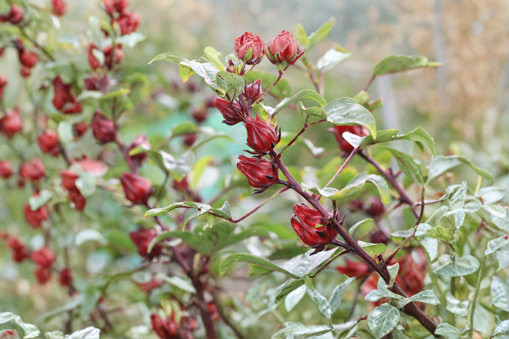 Roselle – Hibiscus sabdariffa Seeds | 10 Seeds | Asian Sour Leaf | Edible Plant | Tropical Garden