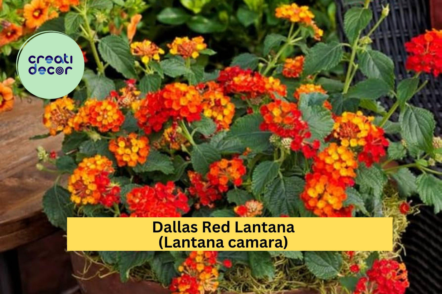 Dallas Red Lantana – Lantana camara 1 Gallon Live Plant, Fully Rooted Ornamental Shrub with Red-Orange Blooms for Butterfly Gardens