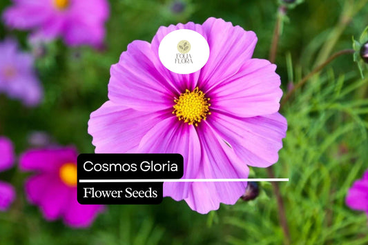 1000 Seeds Cosmos Gloria (Cosmos bipinnatus) – Bright Pink Blooms, Pollinator-Friendly, Easy-to-Grow Annual Flower Seeds