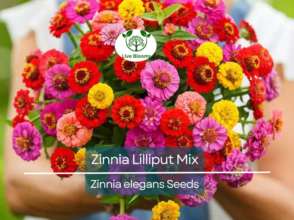 200 Seeds Zinnia Lilliput Mix Elegans Heirloom Non-GMO Mixed Colors, Pollinator-Friendly, Compact Blooms, Easy to Grow, Garden Flowers