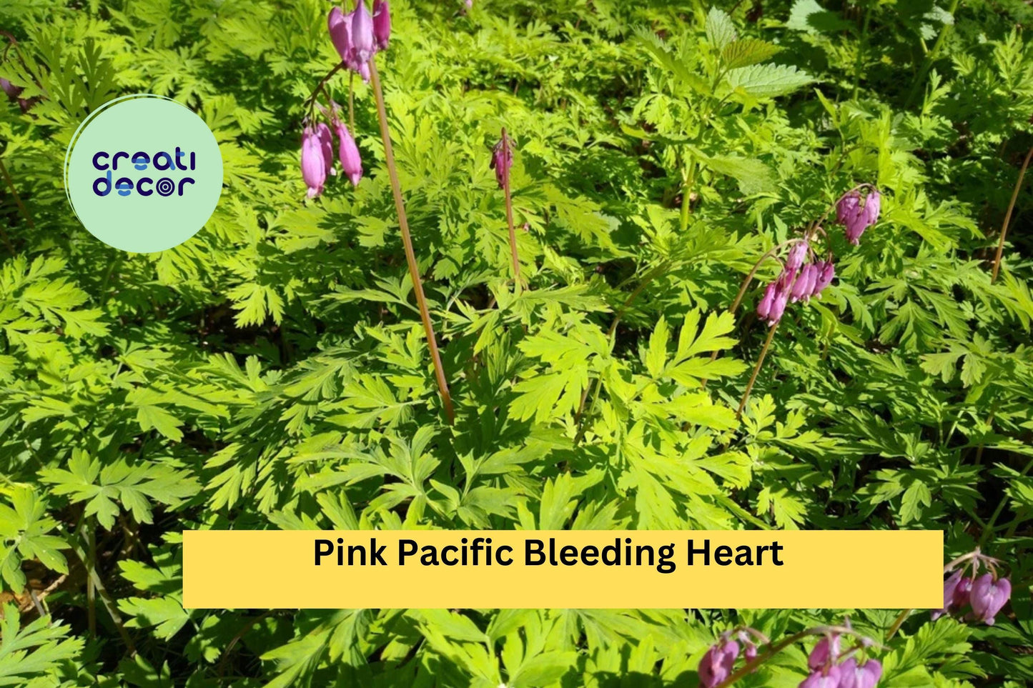 5 Pink Bleeding Heart Plants – Dicentra spectabilis Live Bare Root Perennial Wildflowers with Heart-Shaped Blooms for Shade Gardens