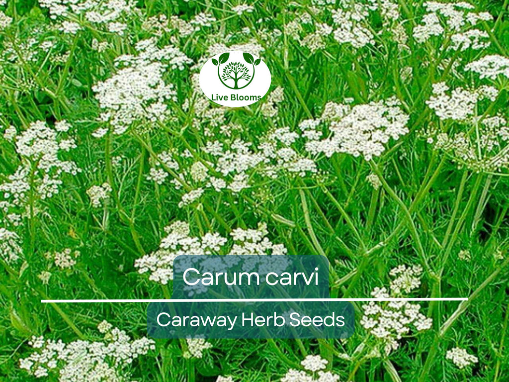 300 Caraway Seeds for Planting - Carum carvi - Fresh Herb for Cooking, Baking, Garden Use, Easy to Grow, Organic Seeds