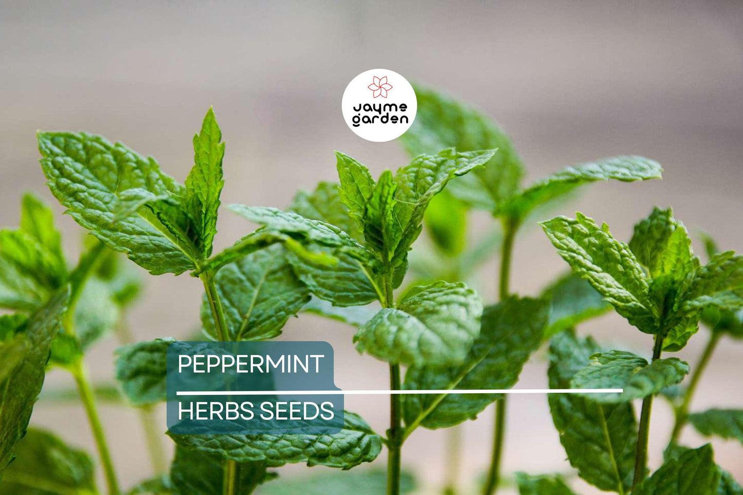 2000 Peppermint Seeds - Mentha Piperita - Non-GMO Heirloom Mint for Tea, Culinary & Medicinal Use - Fast-Growing Herb for Gardens