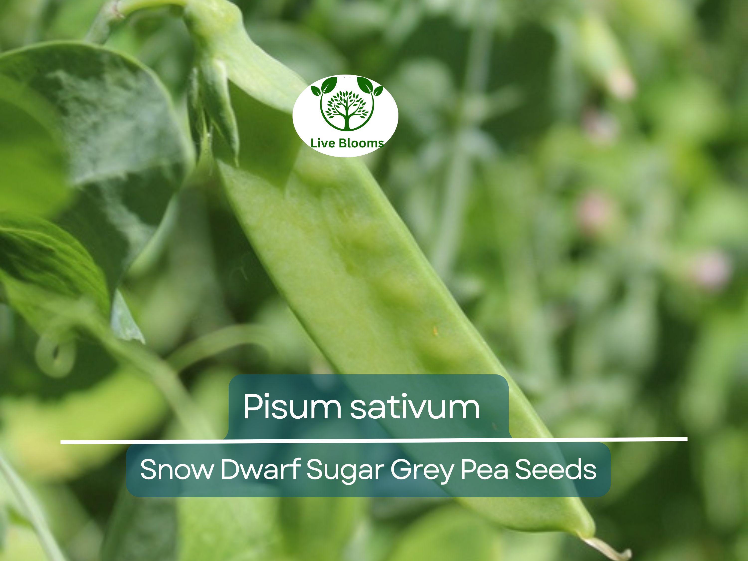40 Seeds Pea Snow Dwarf Sugar Grey – Pisum sativum | Heirloom Snow Pea Seeds for Planting, Gardening & Crisp Sweet Harvests