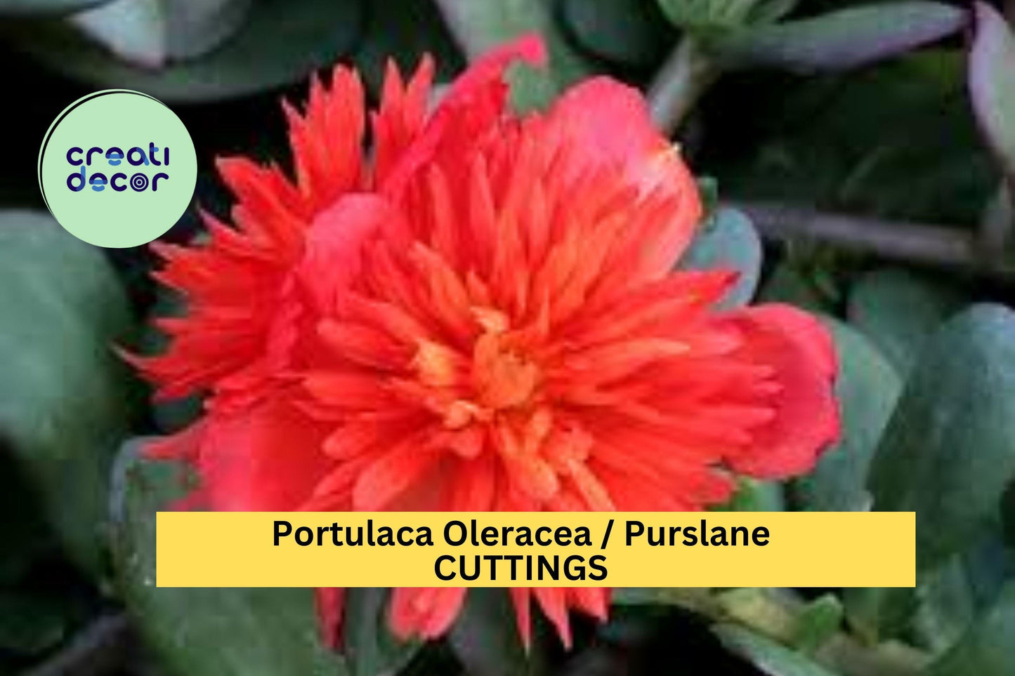 5 Cuttings DOUBLE SCARLET Portulaca Seeds | Purslane Portulaca oleracea Seeds | US Seller | Scarlet Blooms for Containers & Ground Cover
