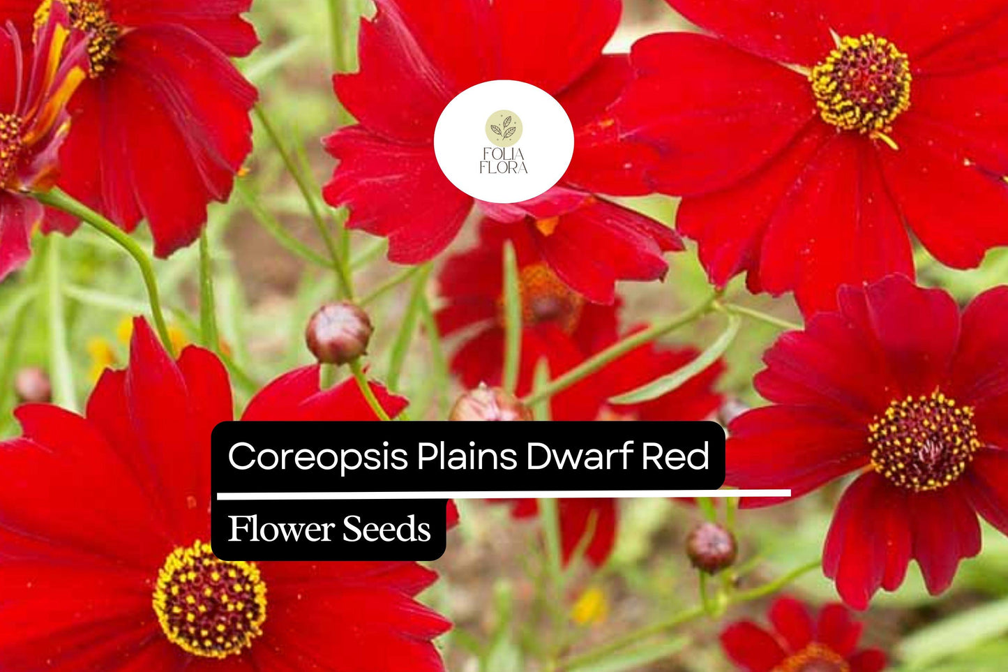 100mg Coreopsis Plains Dwarf Red Seeds, Coreopsis tinctoria, Compact Red Wildflower Blooms
