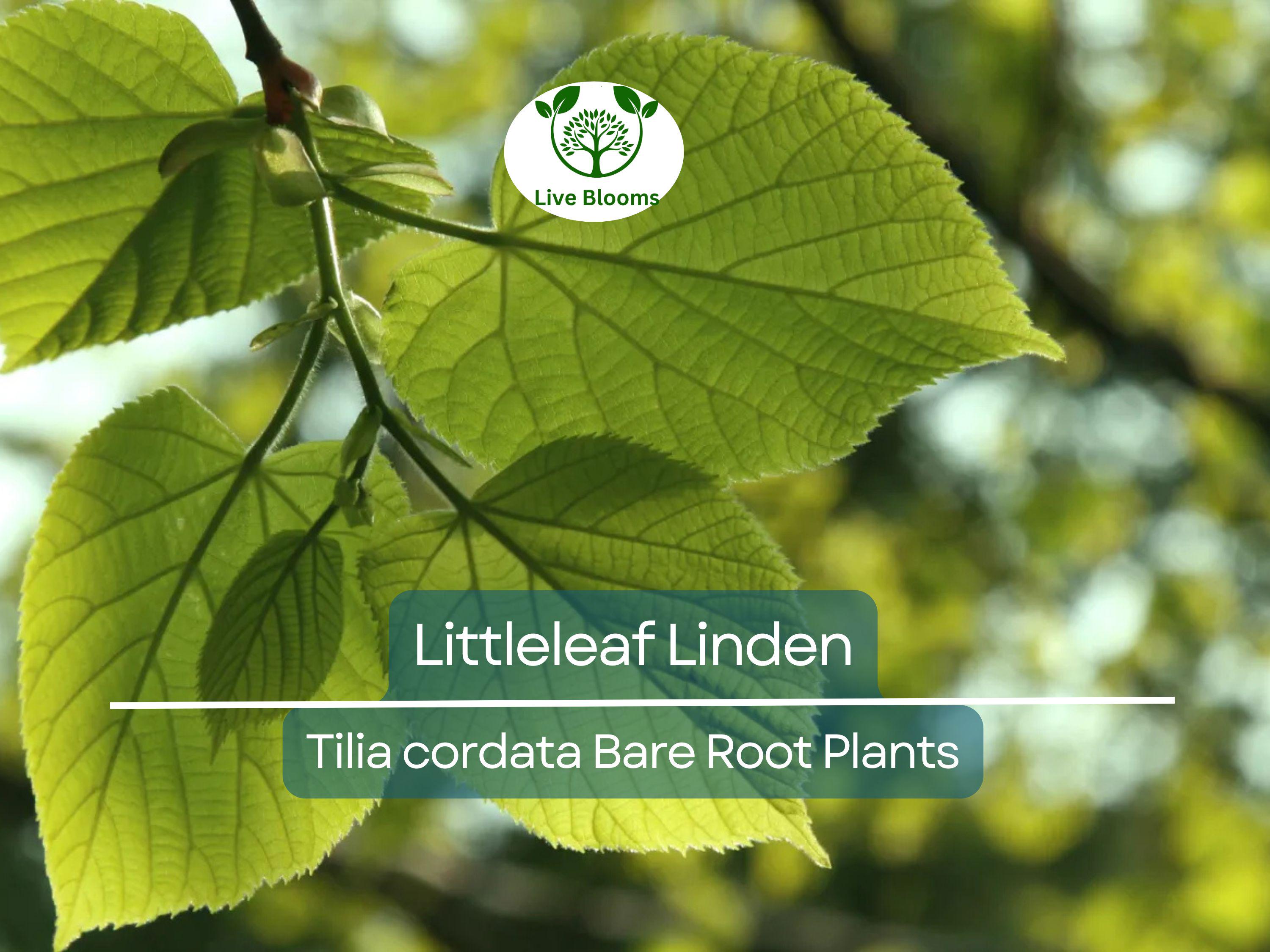 1 Littleleaf Linden Tree – Live Bare Root Plant – Tilia cordata – Shade Tree with Fragrant Blooms – Pollinator-Friendly