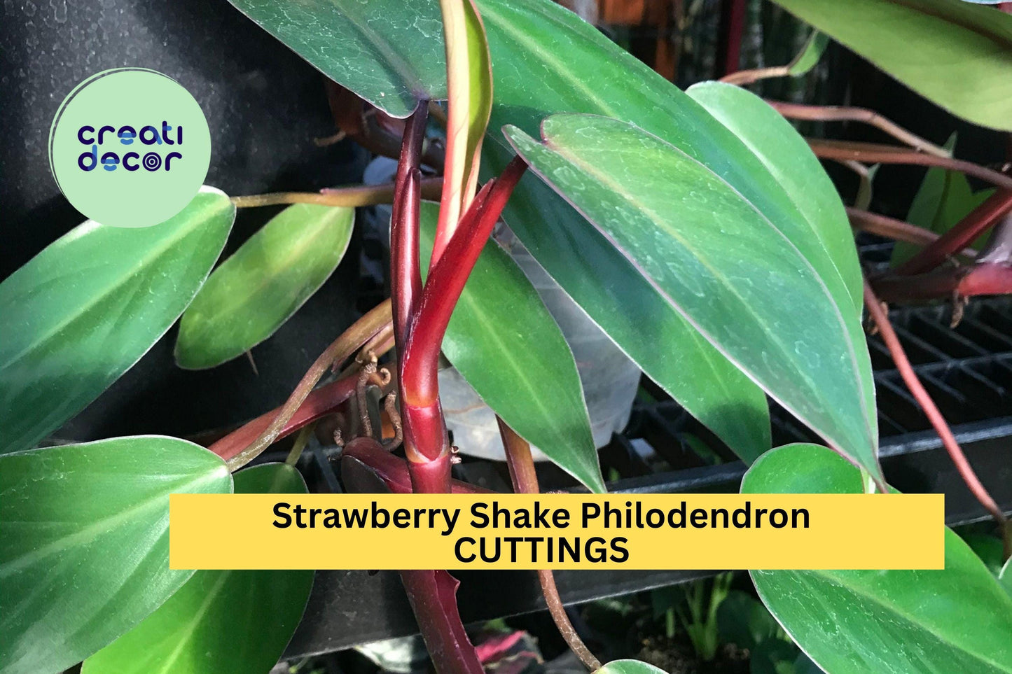 2 Strawberry Shake Philodendron Cuttings + Bonus Species – Fresh Unrooted Rare Variegated Plant for Propagation – USA