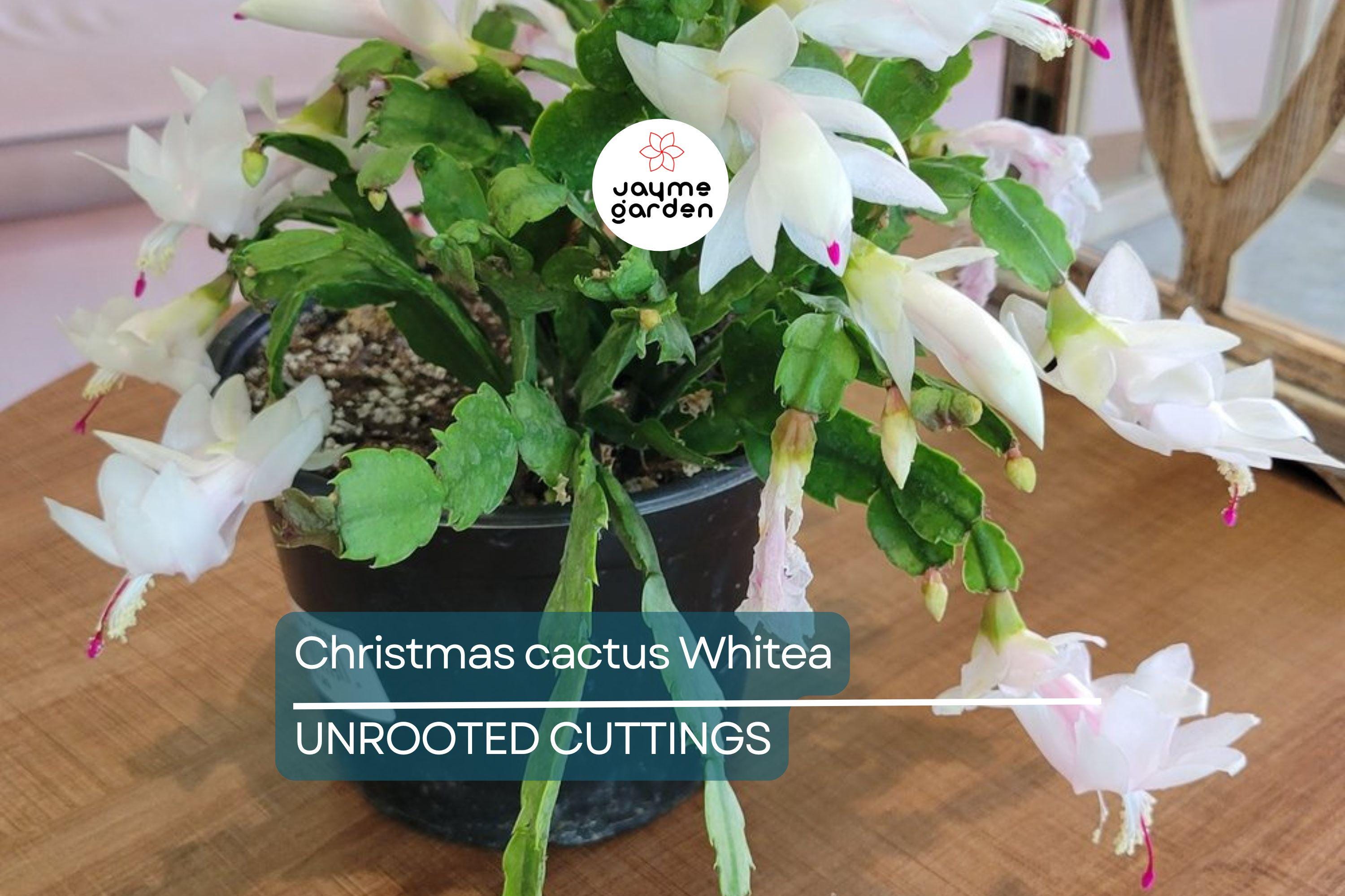 5 Christmas Cactus White Cuttings 4"-5" Unrooted | Easy-to-Propagate Holiday Cactus