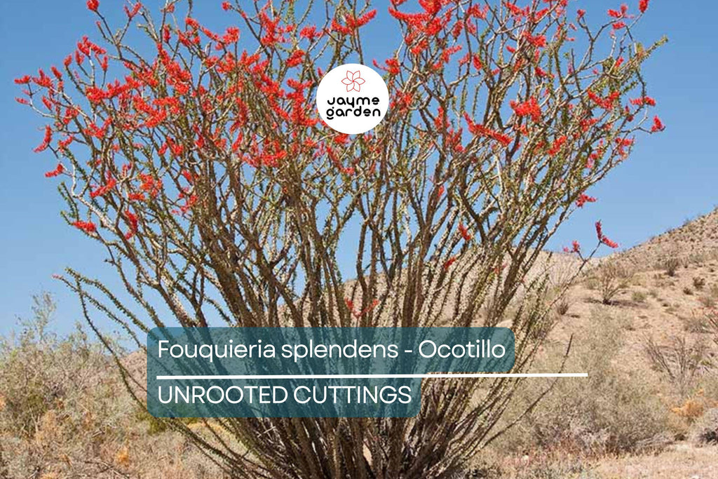 Fouquieria Splendens - Ocotillo Cutting (4-6") | Iconic Desert Plant | Cold Hardy | Drought-Tolerant Starter
