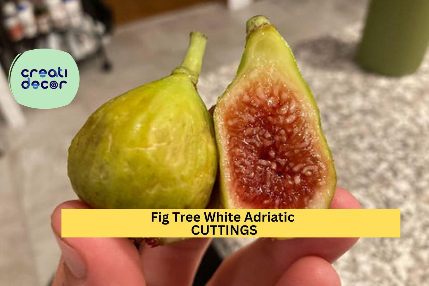 3 White Adriatic Fig Tree Cuttings – Ficus carica for Planting | Sweet Green-Skinned Variety | FREE US Shipping on Unrooted Stems